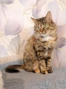 Шотландские коты и кошки 
