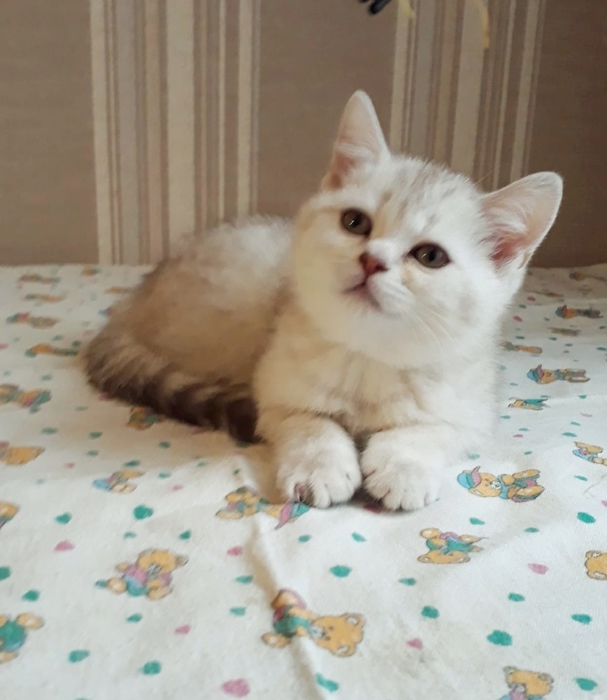 Прелестный британский котенок серебристая шиншилла – купить с рук, город  Санкт-Петербург