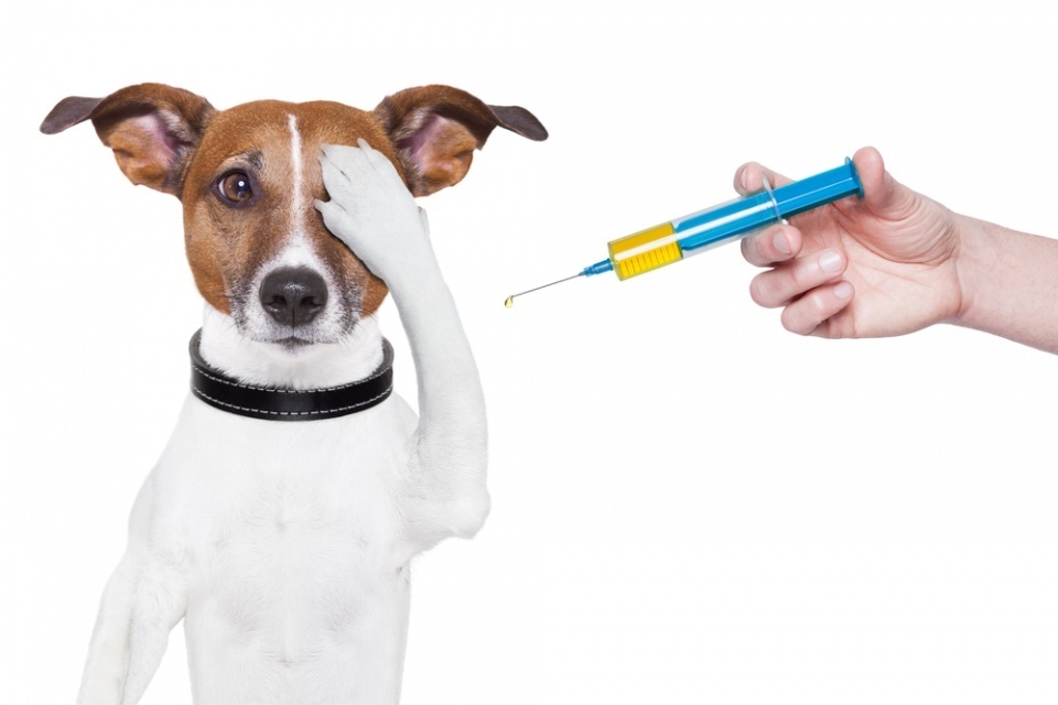 Как сделать укол собаке: совет ветеринара | Блог ветклиники 