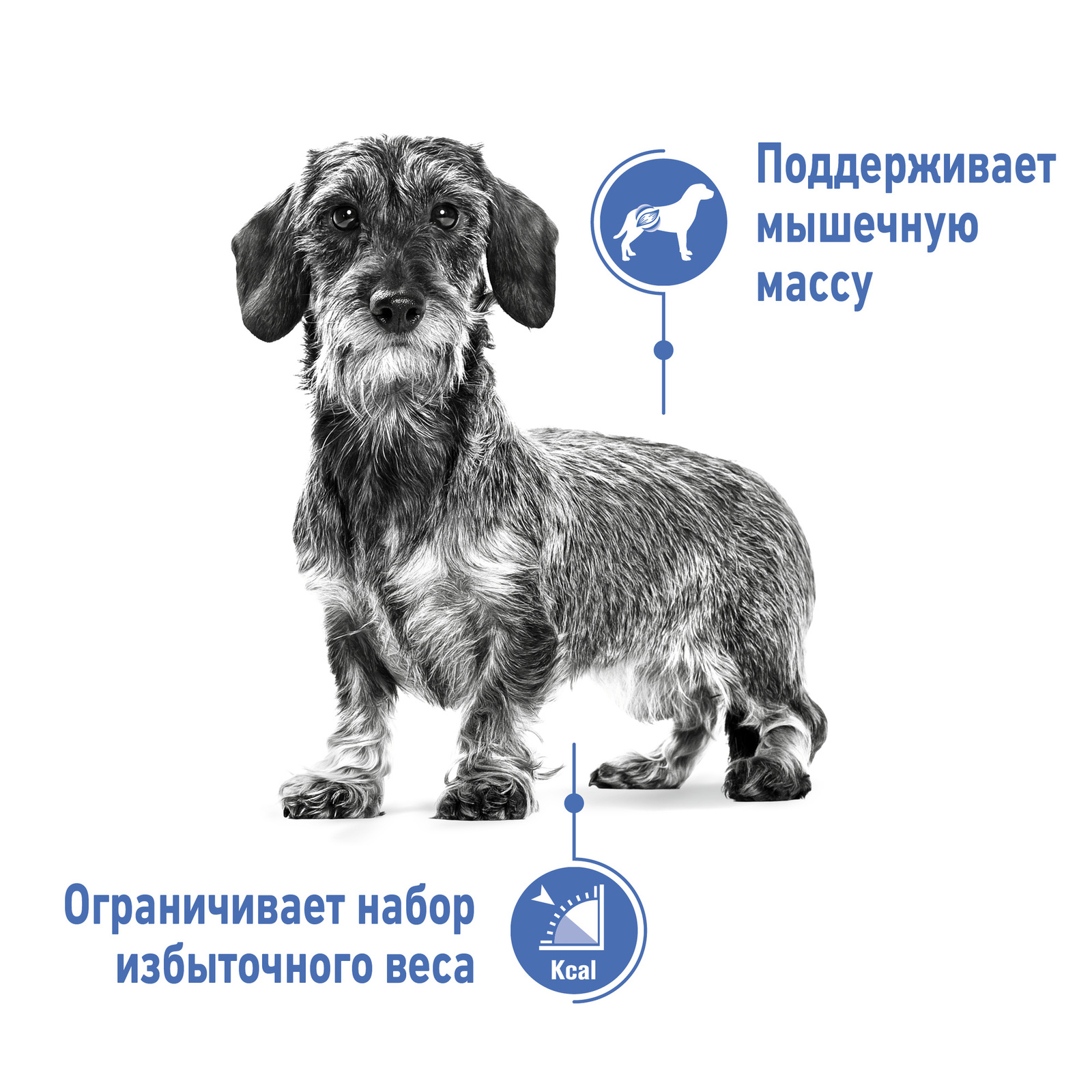 Корм Royal Canin для взрослых и стареющих собак малых пород (до 4 кг), склонных к набору лишнего веса (1,5 кг) Royal Canin Корм Royal Canin для взрослых и стареющих собак малых пород (до 4 кг), склонных к набору лишнего вес - фото 3