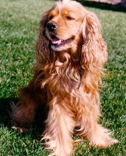 Симпатичная улыбающаяся собака породы американский кокер спаниель