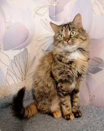Шотландские коты и кошки 