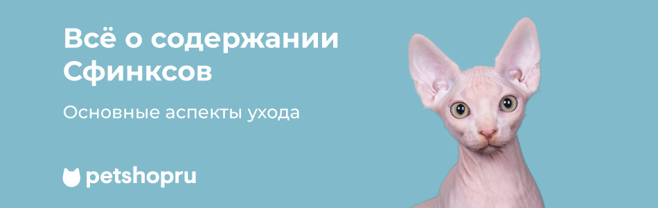 Кошки в нашем доме — malino-v.ru