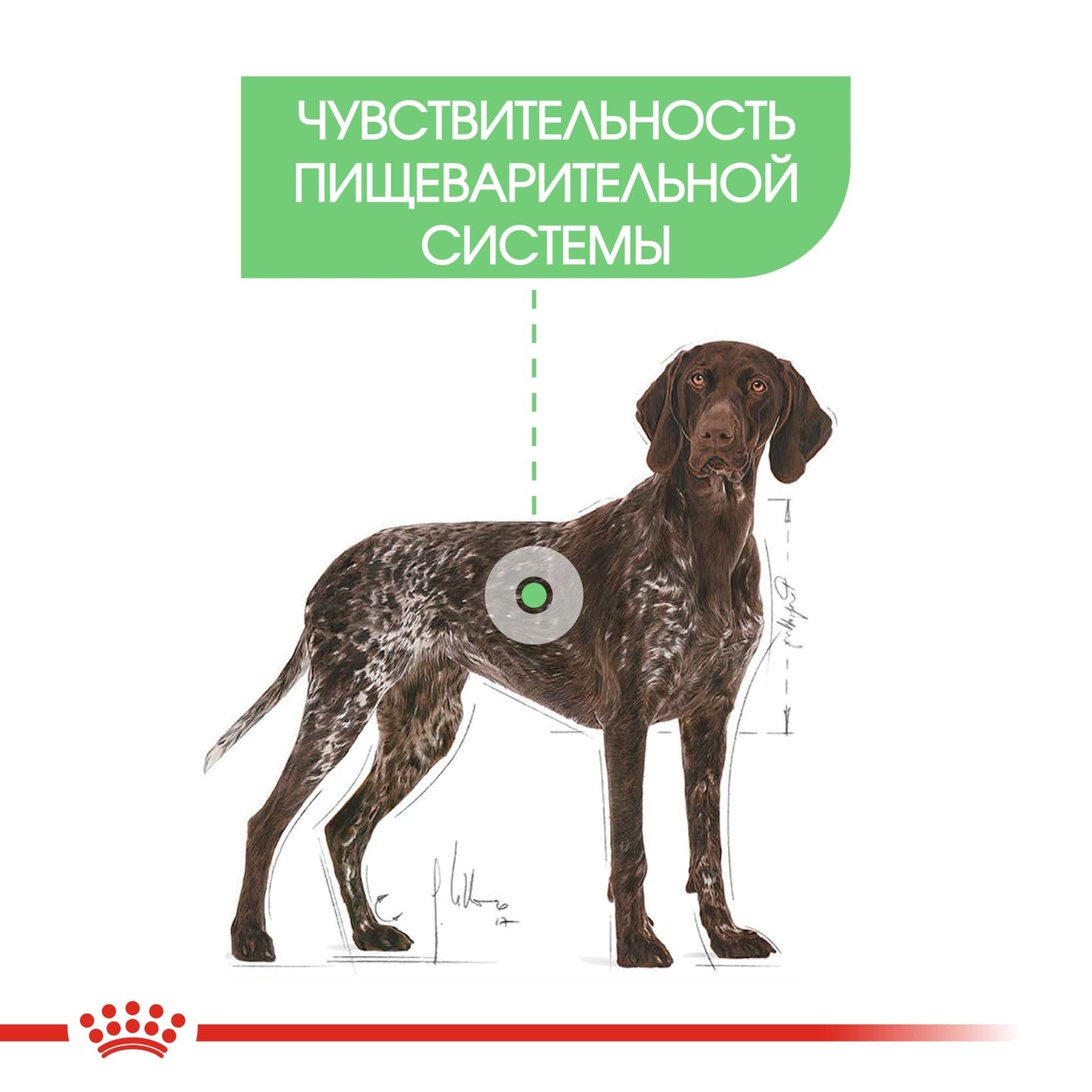 Корм Royal Canin для собак крупных пород с чувствительным пищеварением (12 кг) Royal Canin Корм Royal Canin для собак крупных пород с чувствительным пищеварением (12 кг) - фото 4