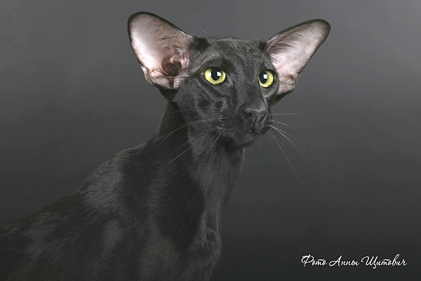 Стандарт породы ориентальной кошки. Ориентальный кот. Порода кошек Ориентал. Черный ориентальный кот. Ориентальная порода кошек черная.