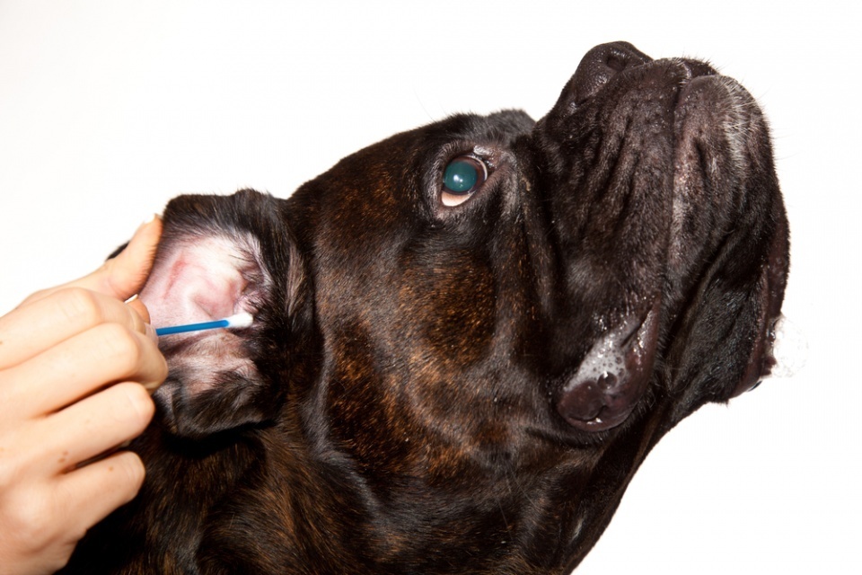 Строение ушного аппарата собаки: свойства и отличие от человеческого