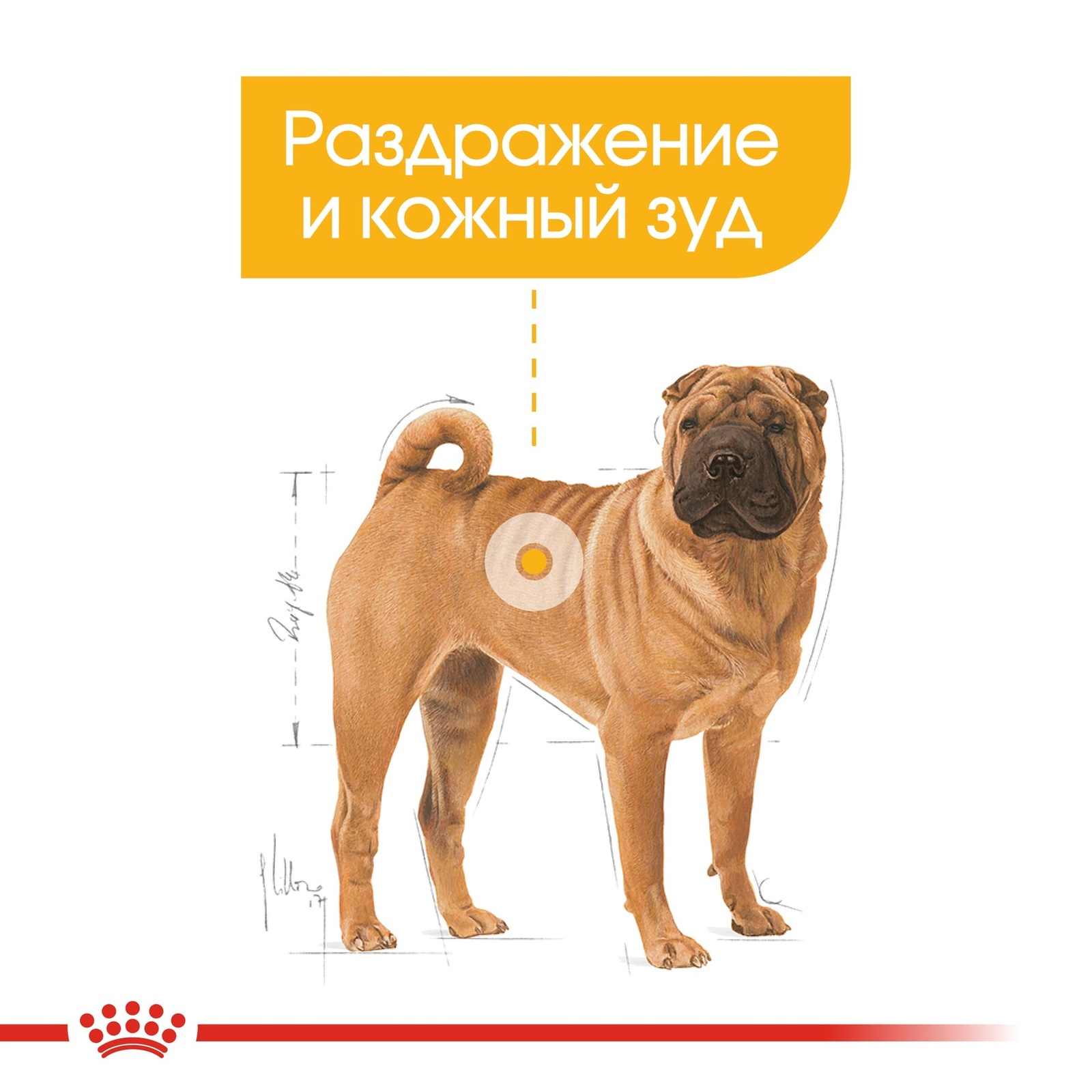 Корм Royal Canin корм для собак средних пород с чувствительной кожей,  Medium Dermacomfort, лабрадор, для средних, для средних собак. для средних  пород, сухой корм для собак средних пород, корм для взрослых собак