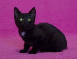 черные котята чаузи девочка и мальчик