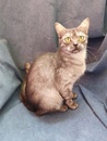 Шотландские коты и кошки 