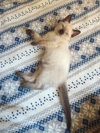 Тайский котенок (девочка)