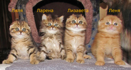 Шотландские котята из питомника