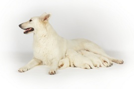 Белой Швейцарской Овчарки щенки