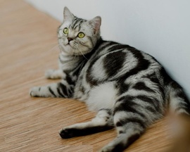 Питомник элитных британских мраморных кошек Plush Cheeks*RU