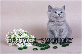Питомник британских короткошерстных кошек " Британская Симфония ".