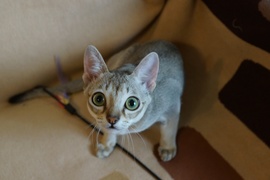 Сингапурский котенок - мальчик