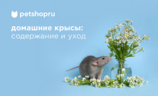 Уход за декоративными крысами