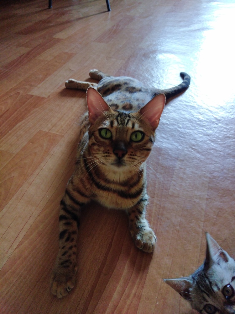 Купить бенгальскую кошку
