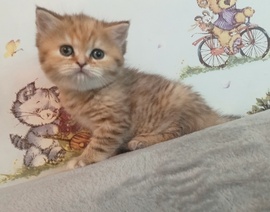 Шотландские котята золотая шиншилла. Девочка