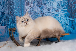Невский маскарадный котик