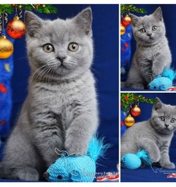 Голубые плюшевые британские котята