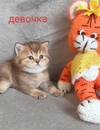 Шотландская золотая шиншилла. Девочка