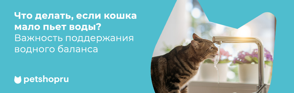 Что делать, если кошка мало пьет воды? Важность поддержания водного баланса