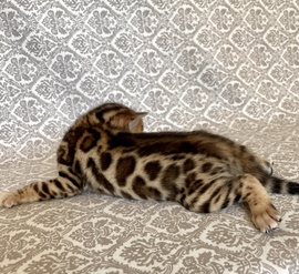 Котята породы тойгер и бенгальские котята