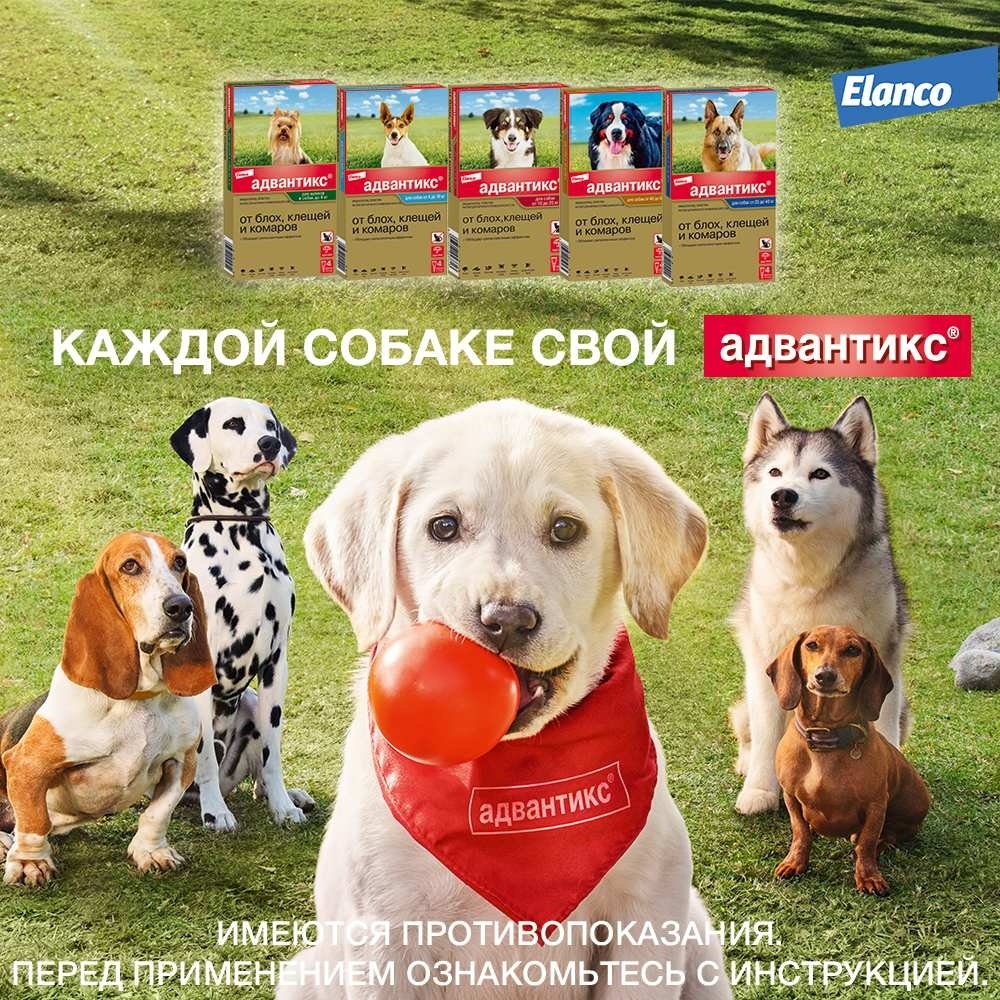 Адвантикс для собак инструкция до 4. Адвантикс для собак 10-25. Адвантикс для собак от 10 до 25 кг 4 пипетки/упак (10 упак/бокс). Advantix от блох и клещей. Эланко Адвантикс