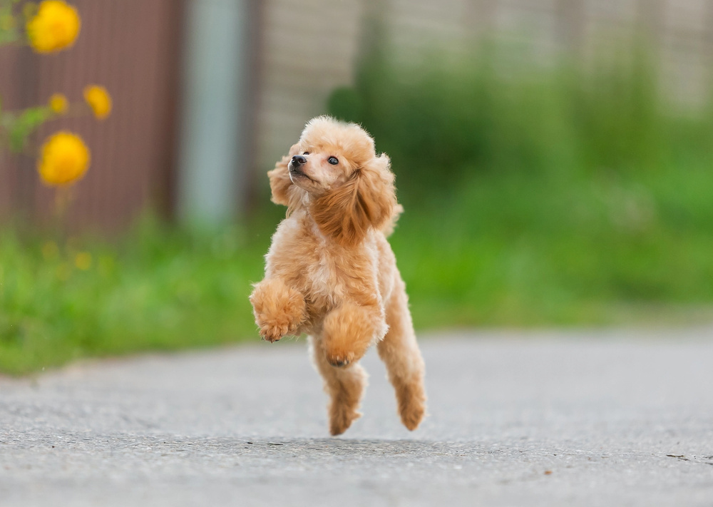 Мини Пудель Фото И Цена