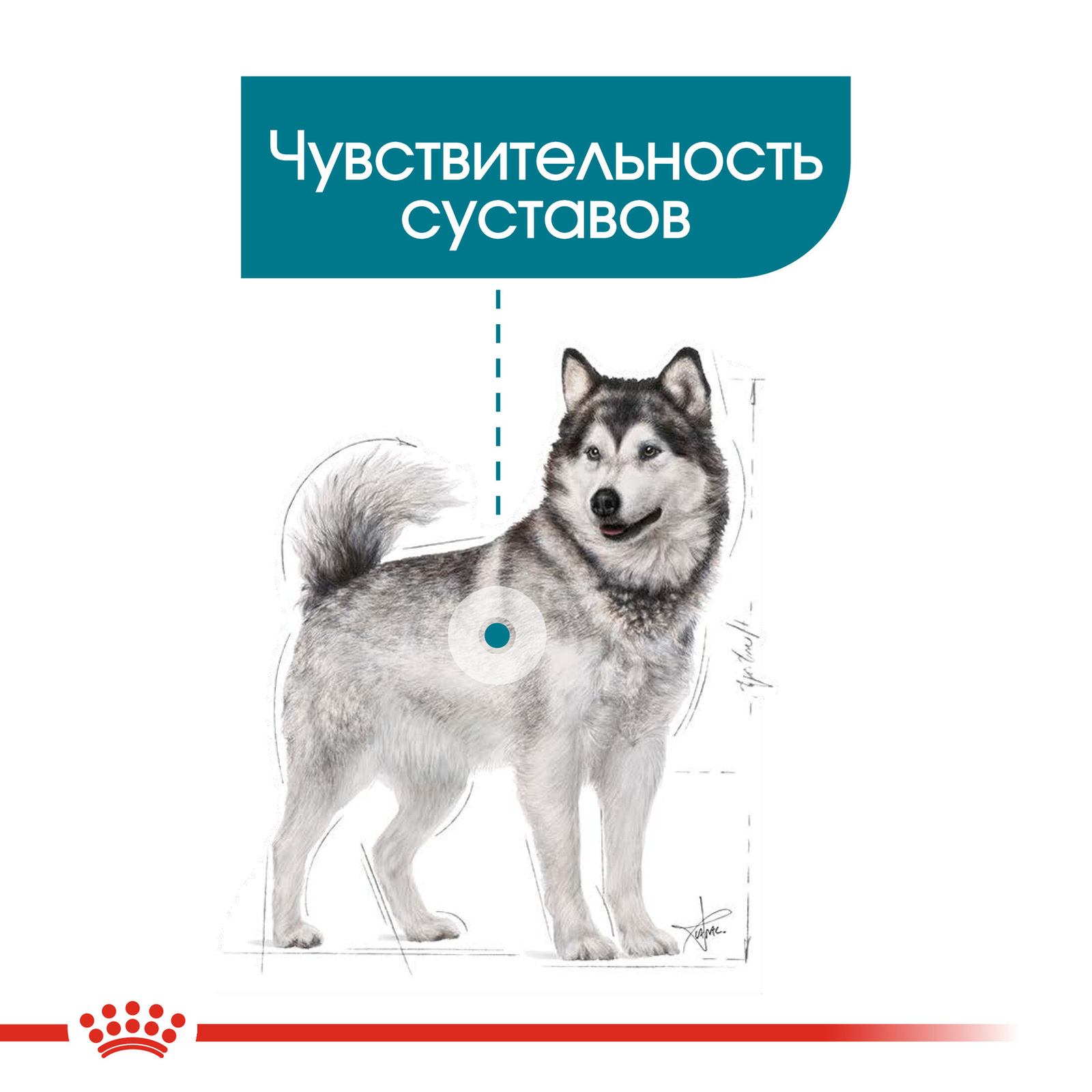Для собак крупных пород с повышенной чувствительностью суставов (3 кг) Royal Canin (сухие корма) Для собак крупных пород с повышенной чувствительностью суставов (3 кг) - фото 4