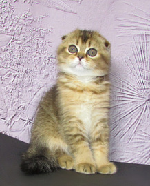 Шотландские котята из питомника