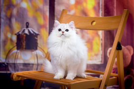 Самый ласковый и пушистый серебряный шотландский котик
