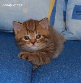 Sandy-cat
