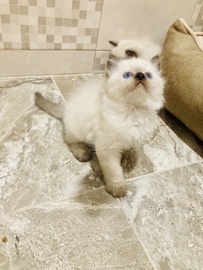 Котята Рэгдолл 