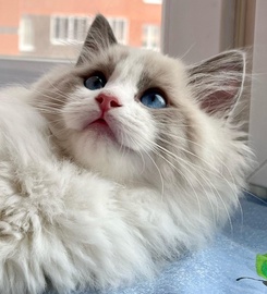 Котята рэгдолл от титулованных родителей