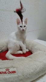 Турецкая ангора, продается котенок