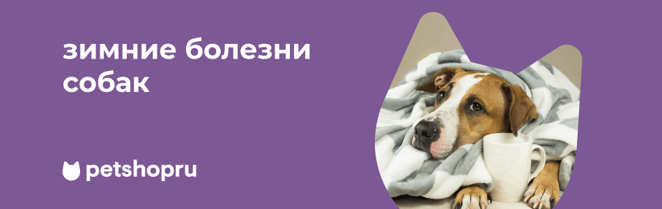 Простуда у собаки: симптомы, лечение и профилактика