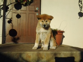 Великолепный щенок Акита-ину (Хатико)