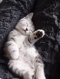 Котенок Скоттиш Страйт Серебристый Мрамор