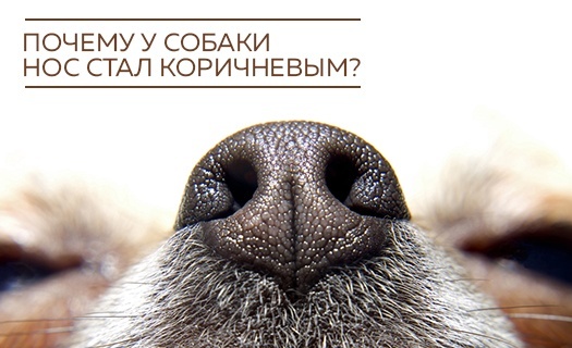 Почему у собаки нос стал коричневым?