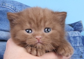 Британский кот окраса циннамон