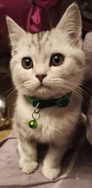 Котенок Скоттиш Страйт Серебристый Мрамор