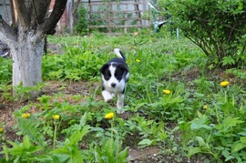 Нильс, шахматный  черно-белый щенок 3 месяца, ищет дом