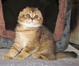 Шотландские котята из питомника