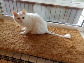 Белый кот по кличке Том ищет свой любимый дом!