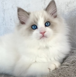 Котята рэгдолл от титулованных родителей