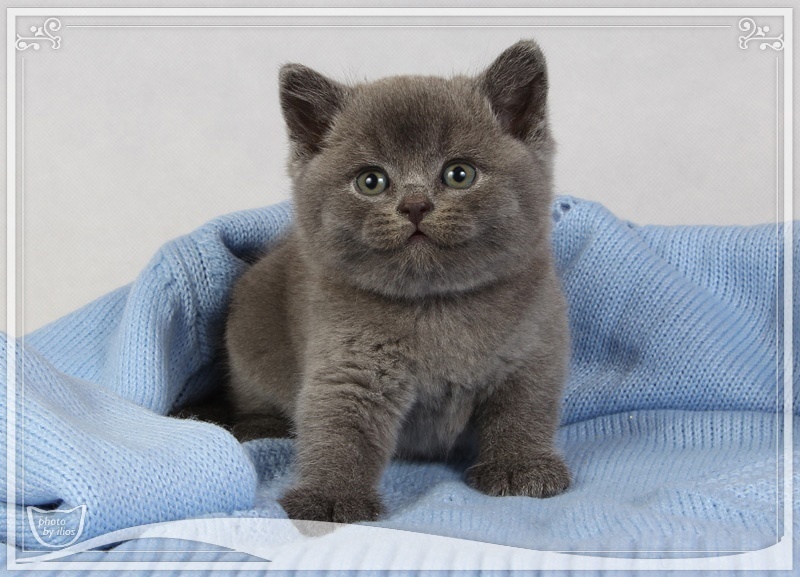 Купить котенка в спб британский. Голубой британец котенок. Британские голубые котята. Кот голубой британский котенок. Британская кошка Кремо-голубая.