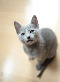 Продам котят русской голубой кошки. 