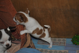 Чихуа-супер щенок с шоко геном