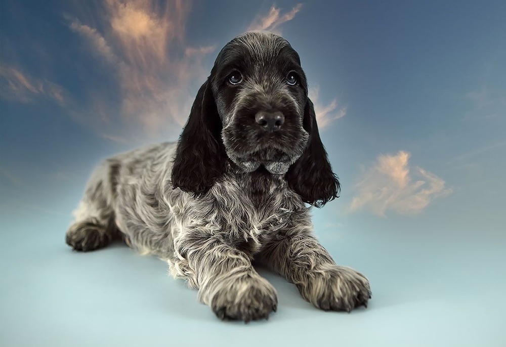 Английский кокер-спаниель: фото, описание породы | Royal Canin